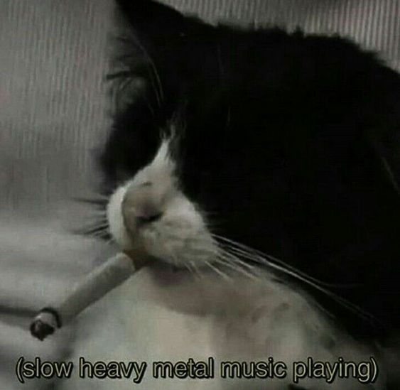Photo of a sad cat with a cigarette in it's mouth